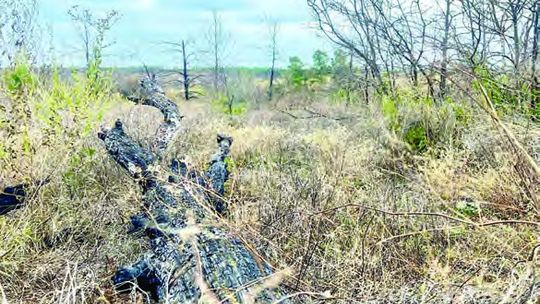 Burn ban expires after 97 days