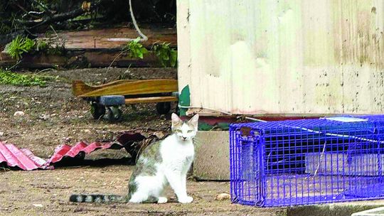 Elgin hub helps pets flee flood zone