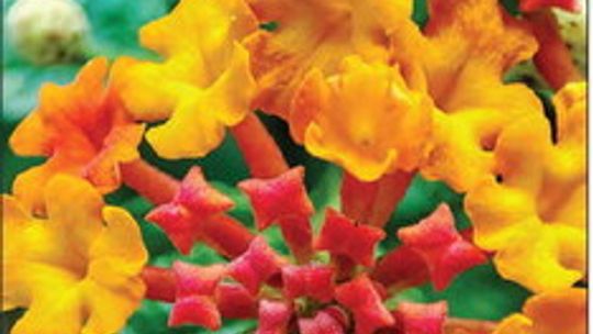 Planting for Resilience