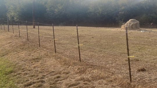 Sheriff: Man killed by bull he raised