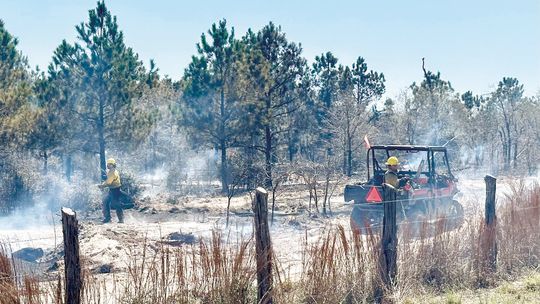 SPRING PINE FIRE GROWS