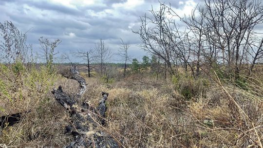 Weekend wildfire lights 400 acres, locals evacuated