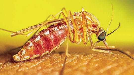 West Nile virus warning issued for Bastrop County