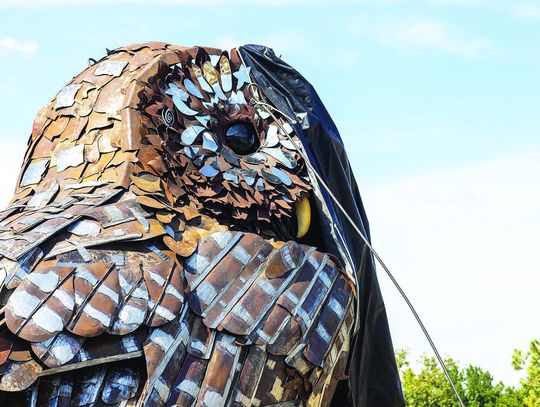 Bastrop’s barred owl finds its perch