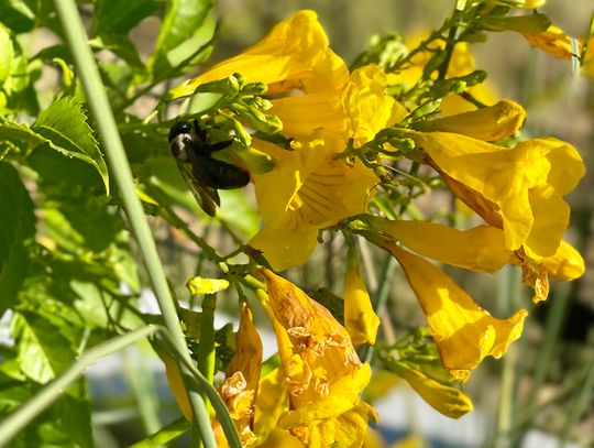 Buzz builds for local beekeepers