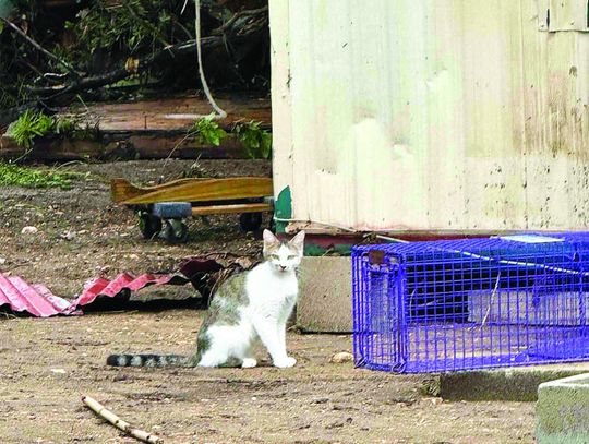 Elgin hub helps pets flee flood zone