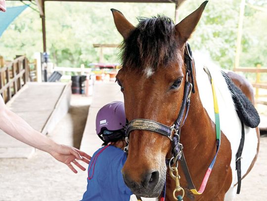 Equine-assisted therapy, free-of-charge