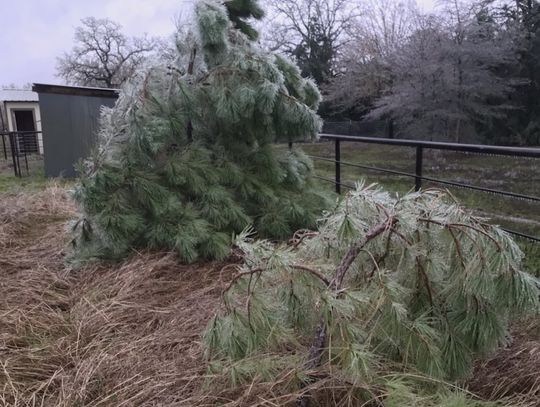 Ice chills Bastrop County with outages, damage