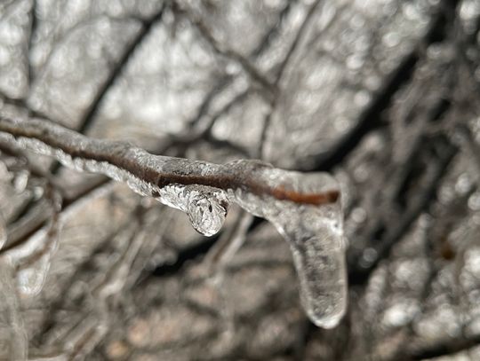 Ice accumulates on a tree branch during Winter Storm Mara Feb. 1. Photo by Fernando Castro