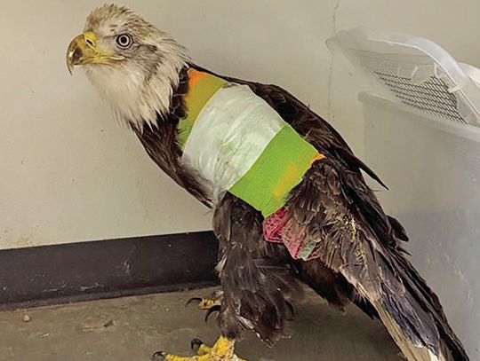 Injured eagle on the mend