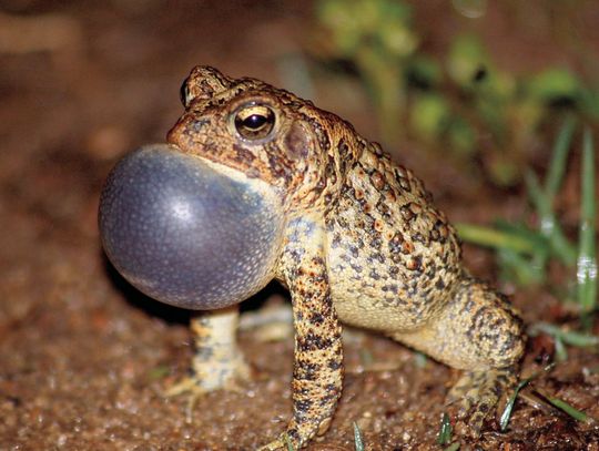 Long-term toad recovery underway at Bastrop State Park