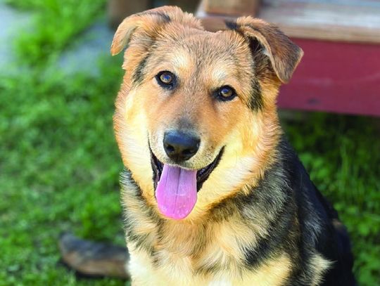 PET OF THE WEEK!