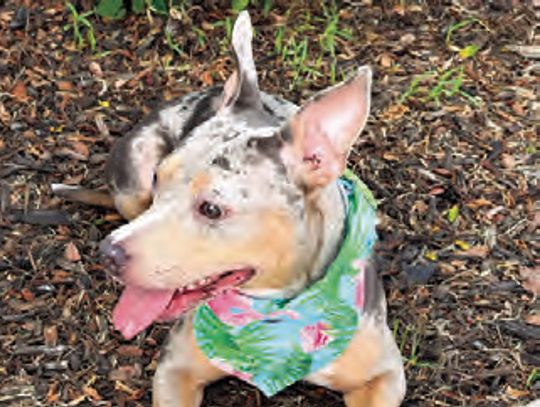 PET OF THE WEEK!