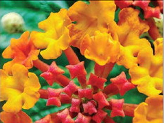 Planting for Resilience