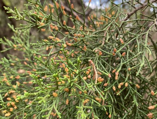 Cones on male cedar trees contain pollen which open and release pollen when weather conditions are cool and dry.   Photo by Julie Rydell