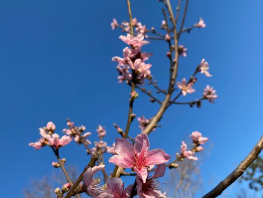 Fruit trees like this peach tree provide year-round interest to your yard adding flower, shade and fruit. March is the ideal time for planting fruit trees in central Texas. Courtesy photo