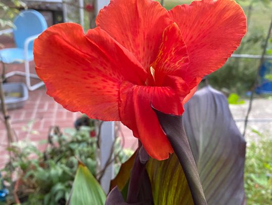 Heat loving cannas come in a variety of colors and sizes. Rhizomes can be planted now for spring growth and summer bloom. Pictured is "Cleopatra.” Courtesy photo