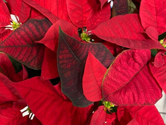 Poinsettias are a staple of the holidays. Courtesy photo