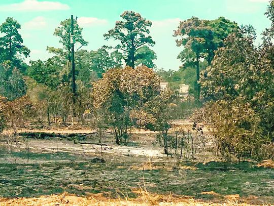 Prescribed fires return to state parks to reduce risk