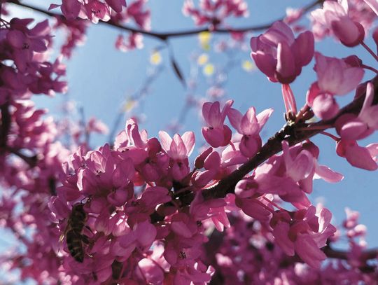 Redbuds bloom across the county