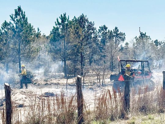 SPRING PINE FIRE GROWS