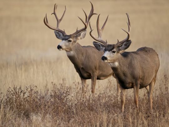 Texas hunting, fishing licenses on sale currently