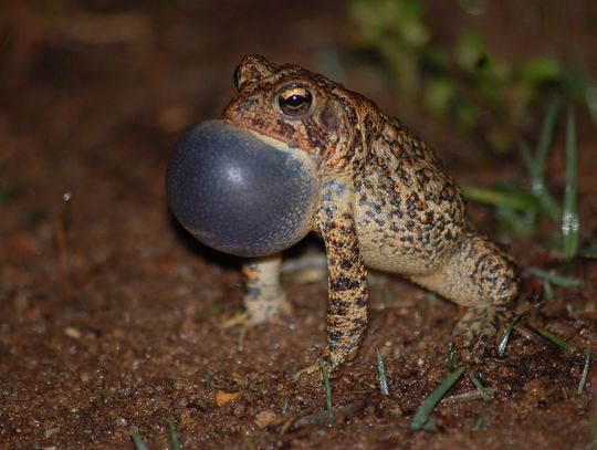 Toad eggs released at Bastrop State Park in recovery effort
