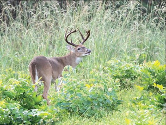 TPWD accepting drawn hunt permit applications for 2026-27 season