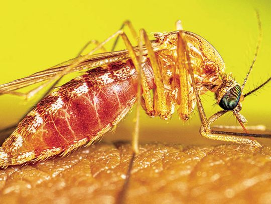 West Nile virus warning issued for Bastrop County