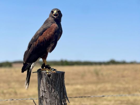 Wildlife rescue efforts find home in Bastrop