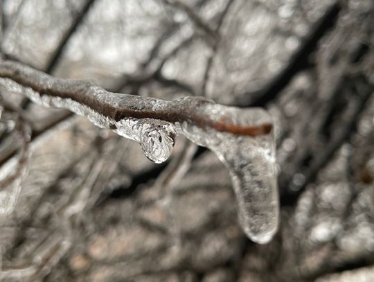 Ice accumulates on a tree branch during Winter Storm Mara Feb. 1. Photo by Fernando Castro