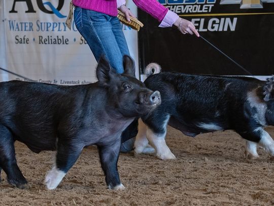 Young farmers bring out livestock