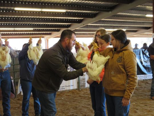 Scott Willie (left) judges chickens during the Bastrop County Junior Livestock Show and Youth Fair Jan. 14 in Elgin. Photo by Fernando Castro