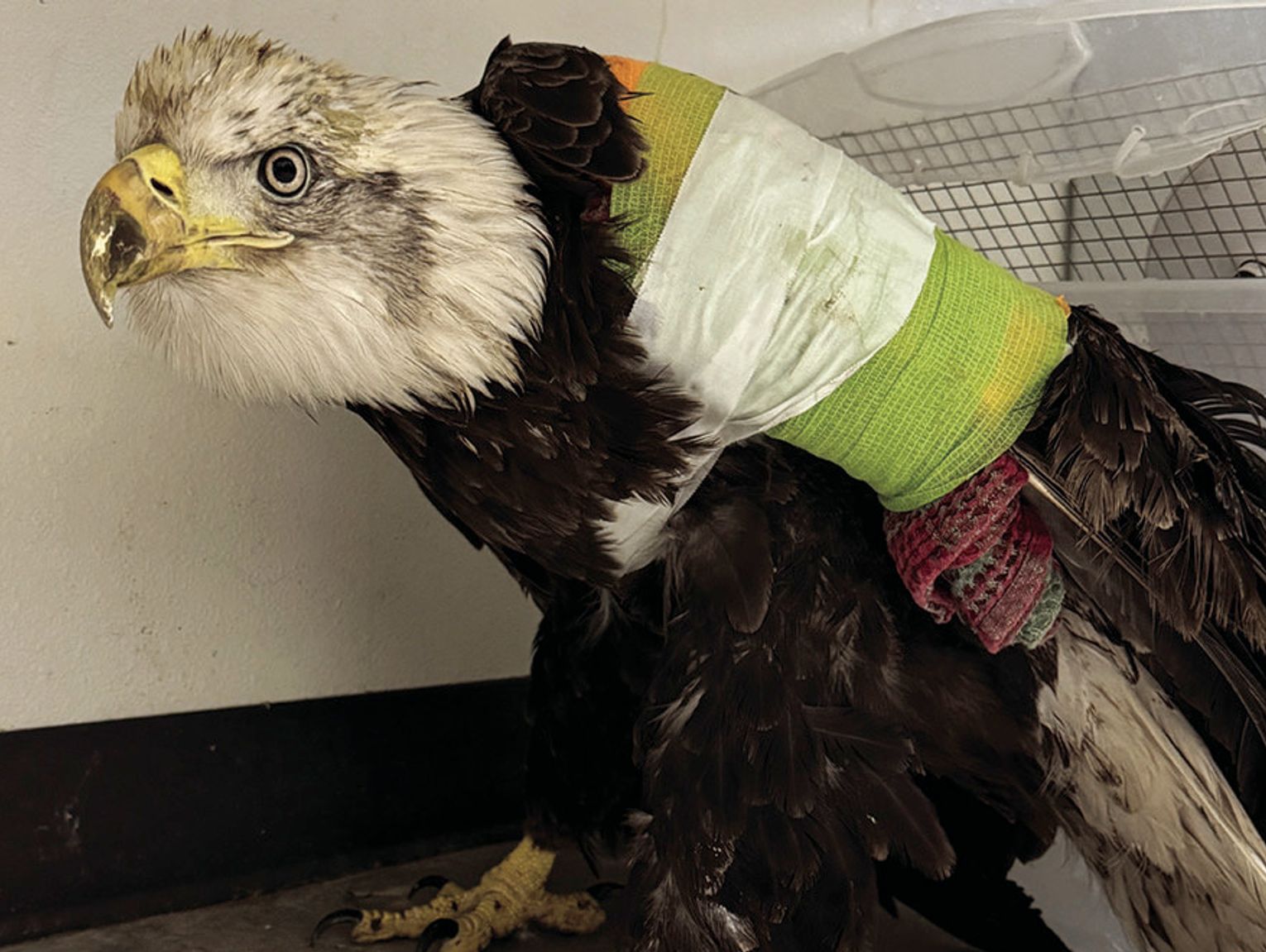 Injured bald eagle rescued near Smithville