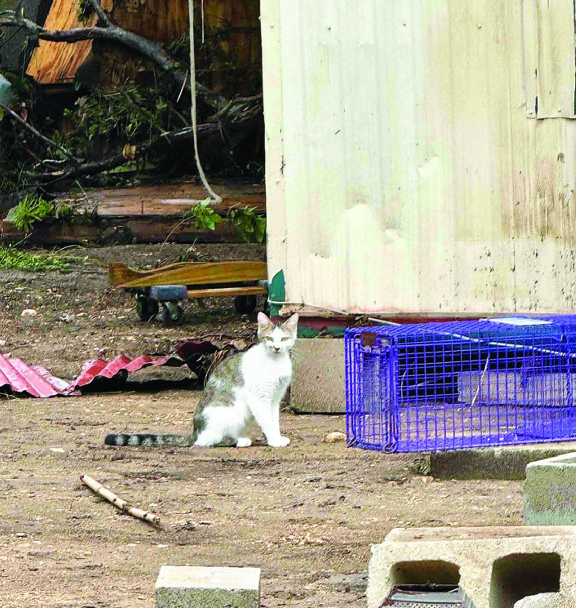 Elgin hub helps pets flee flood zone