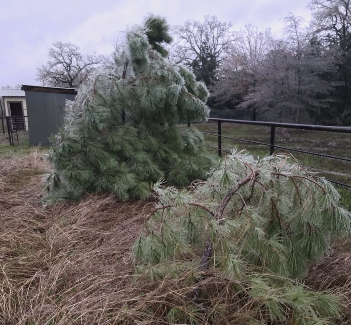 Ice chills Bastrop County with outages, damage