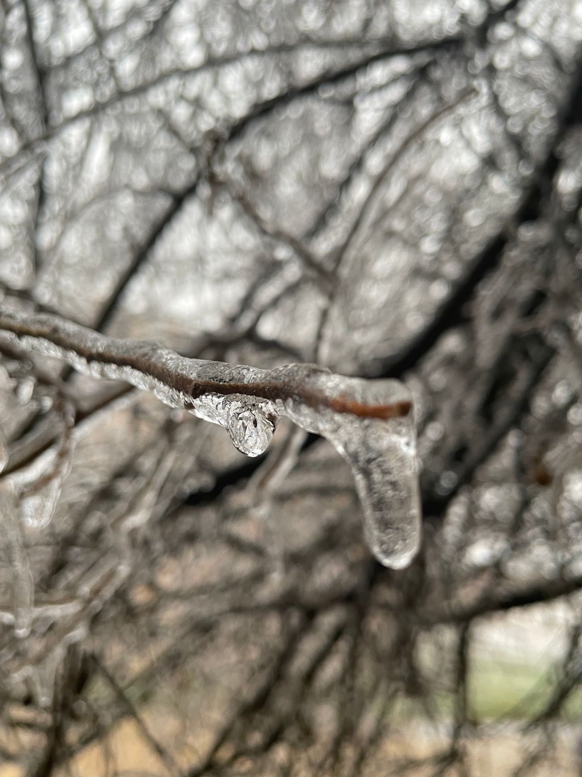 Ice accumulates on a tree branch during Winter Storm Mara Feb. 1. Photo by Fernando Castro