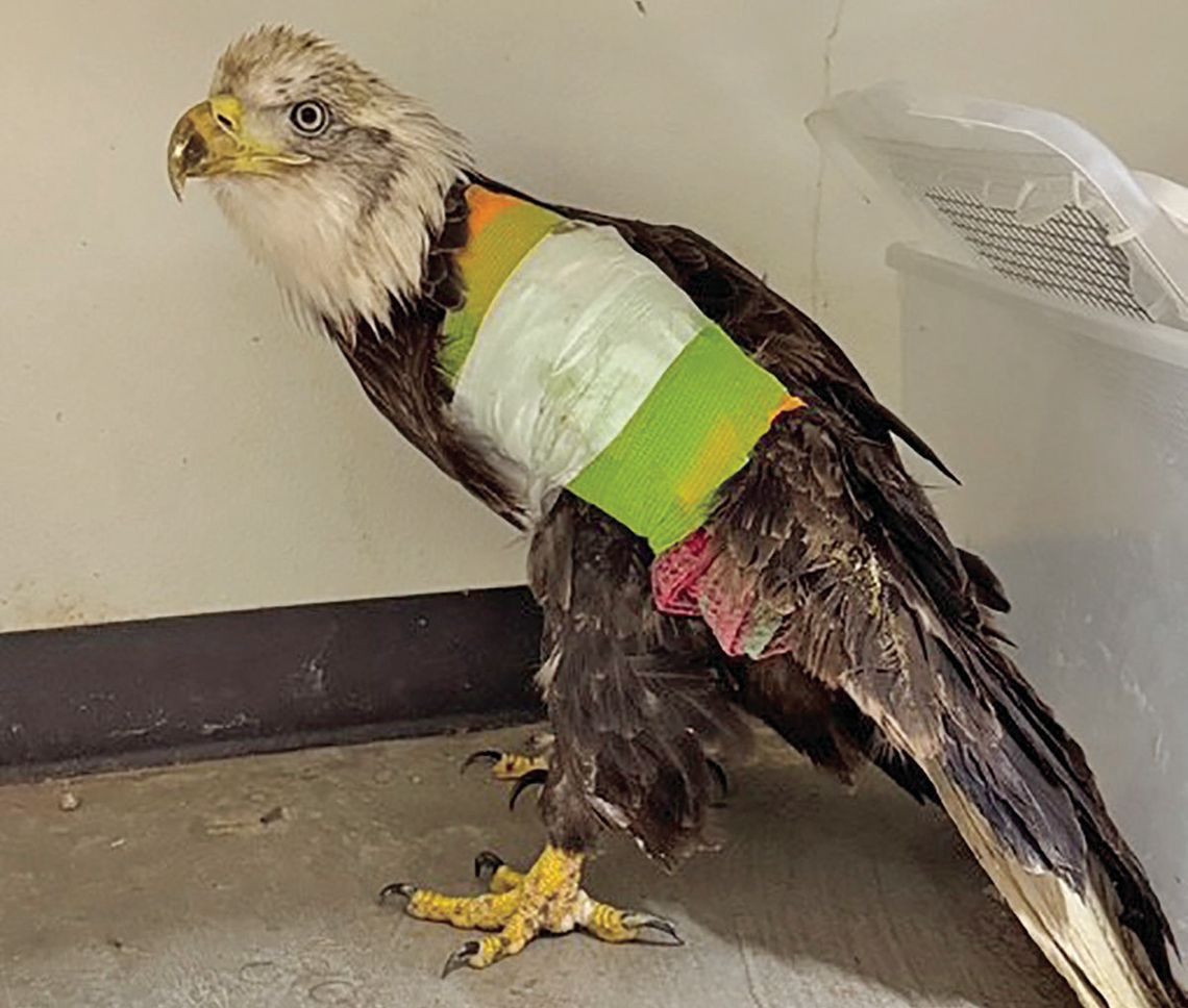 Injured eagle on the mend