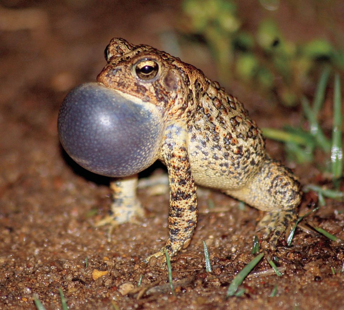 Long-term toad recovery underway at Bastrop State Park Long-term toad recovery underway at Bastrop State Park