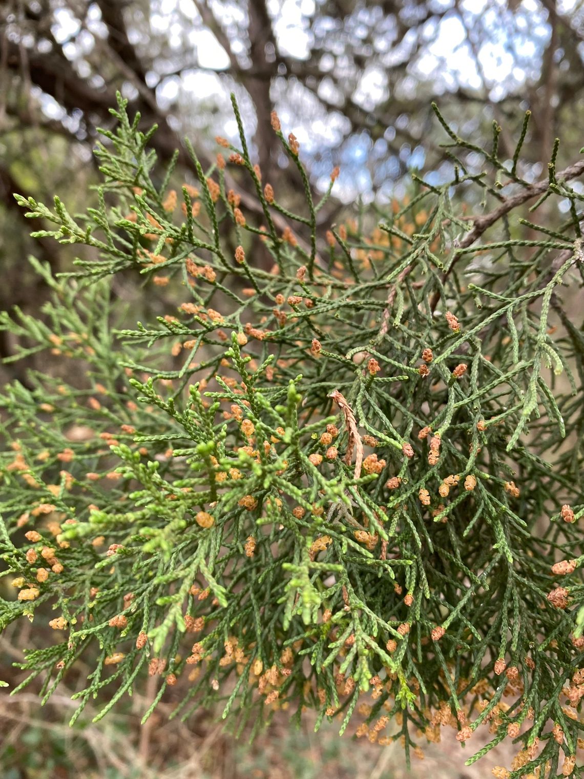 Cones on male cedar trees contain pollen which open and release pollen when weather conditions are cool and dry.   Photo by Julie Rydell