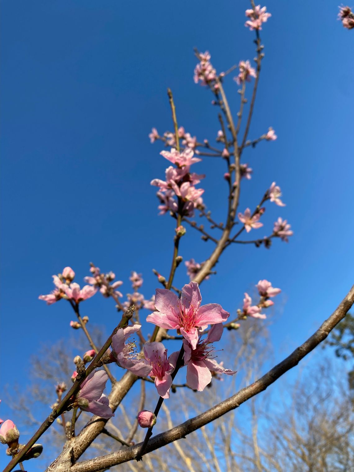 Fruit trees like this peach tree provide year-round interest to your yard adding flower, shade and fruit. March is the ideal time for planting fruit trees in central Texas. Courtesy photo