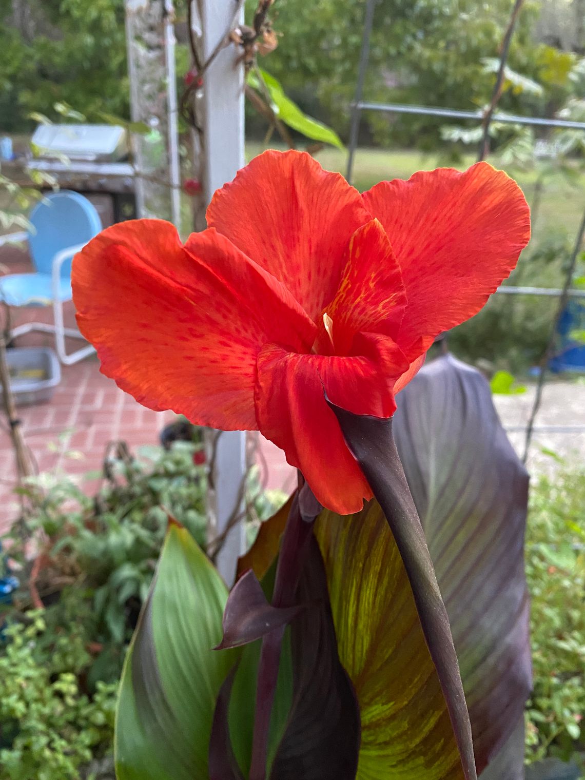 Heat loving cannas come in a variety of colors and sizes. Rhizomes can be planted now for spring growth and summer bloom. Pictured is "Cleopatra.” Courtesy photo