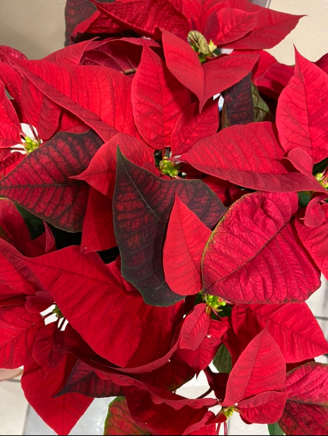 Poinsettias are a staple of the holidays. Courtesy photo