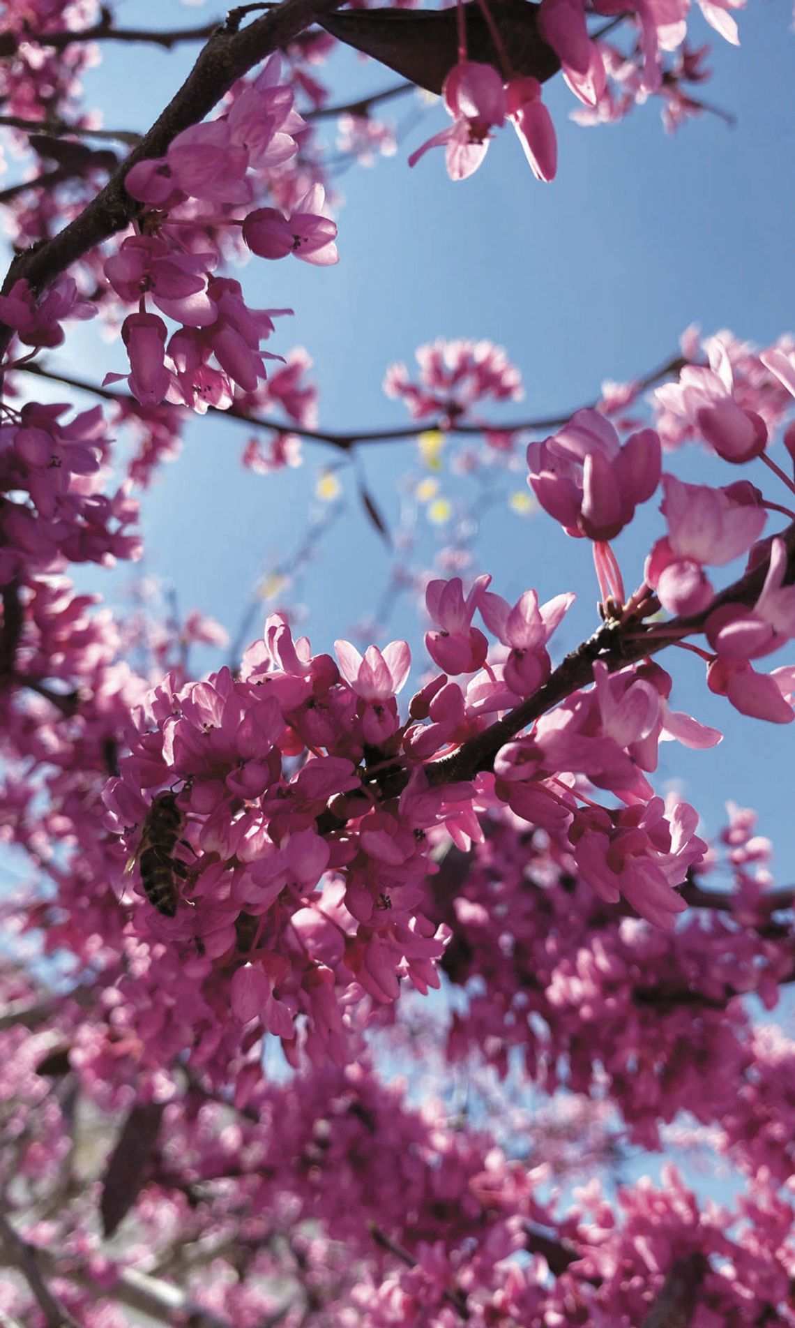 Redbuds bloom across the county