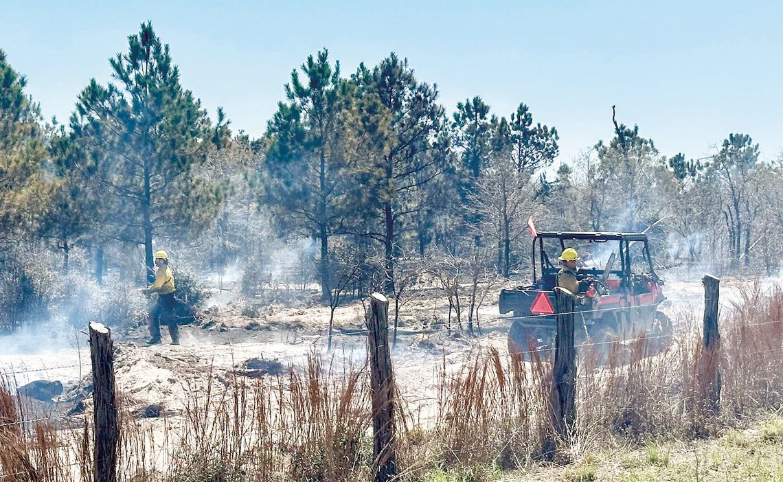 SPRING PINE FIRE GROWS