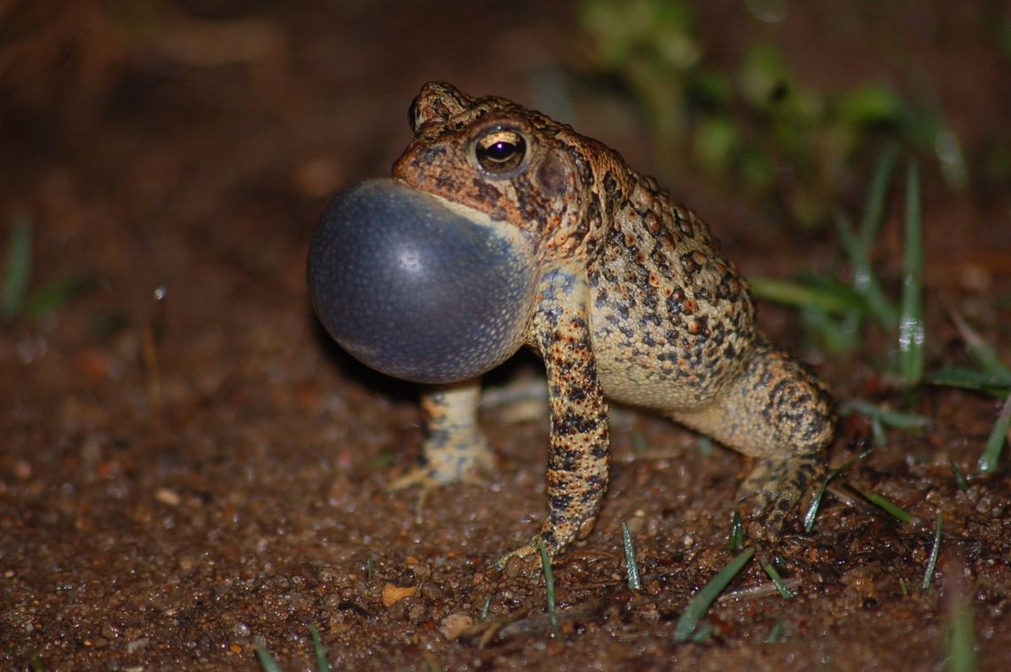Toad eggs released at Bastrop State Park in recovery effort Toad eggs released at Bastrop State Park in recovery effort