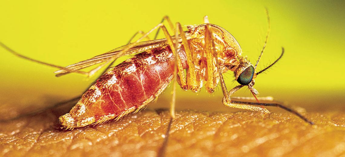 West Nile virus warning issued for Bastrop County