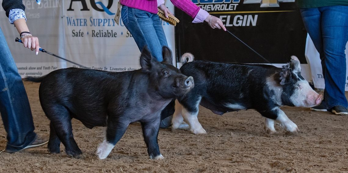 Young farmers bring out livestock