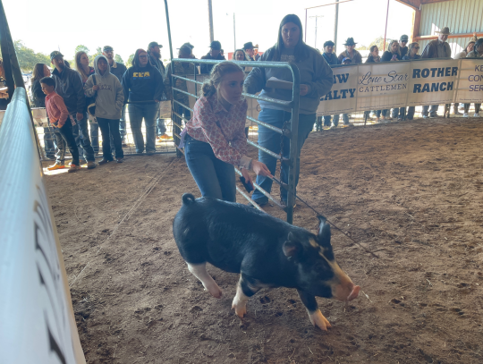 Kaycee Nutt enters the arena at the Bastrop County Junior Livestock Show and Youth Fair Jan. 14 in Elgin. Photo by Fernando Castro