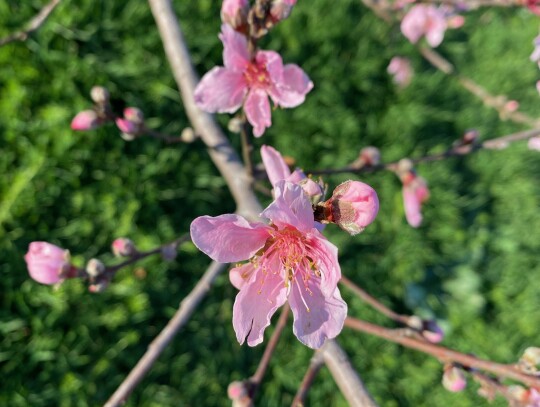 Fruit trees like this peach tree provide year-round interest to your yard adding flower, shade and fruit. March is the ideal time for planting fruit trees in central Texas. Courtesy photo